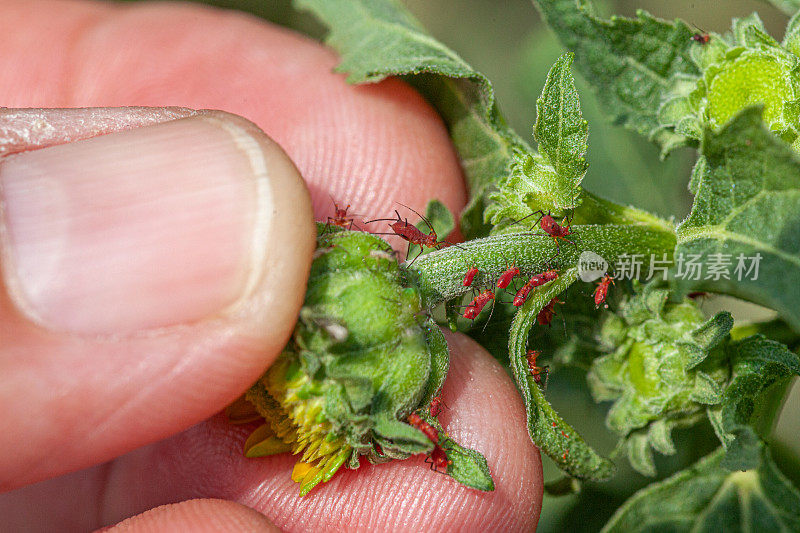 Pucerons，蚜虫，(Uroleucon rudbeckia)，红色蚜虫